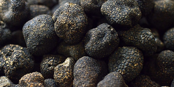Trufas